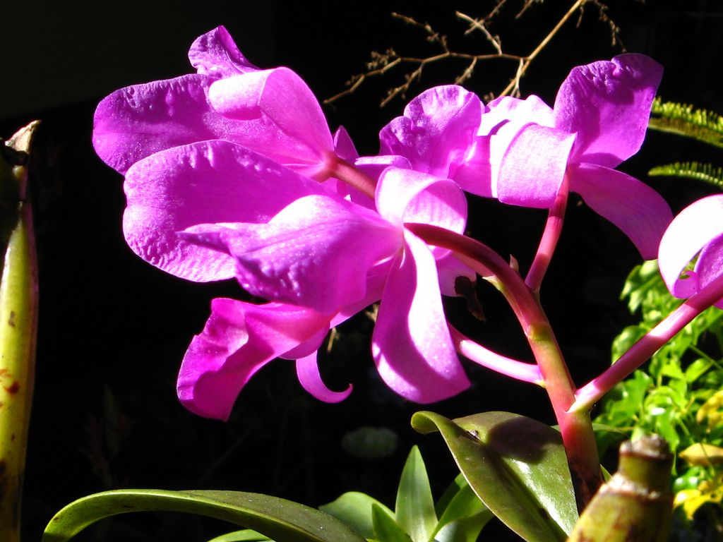 Pura vida y orquídeas en Costa Rica